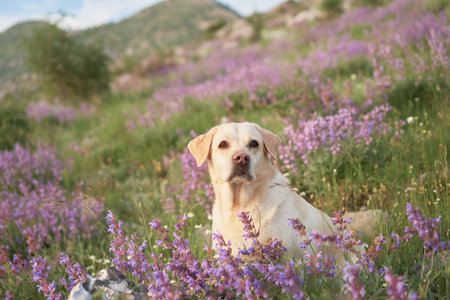 dog among wild flowers against the backdrop of mountains. Fawn Labrador Retriever in natureの写真素材