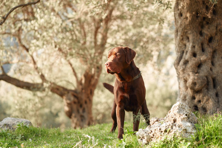 dog in the park. Funny Chocolate Labrador on the grass. Pet in natureの写真素材