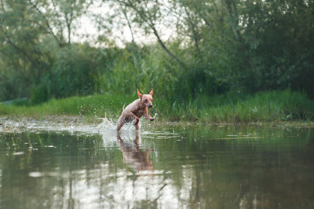 dog runs on water. Funny American Hairless Terrier play on the lake. Active holiday with a petの写真素材