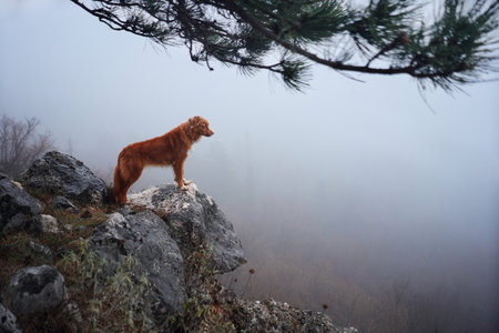 Red dog in a foggy mystical forest. Nova Scotia duck tolling retriever in nature. Hiking with a pet. forest fairy taleの写真素材