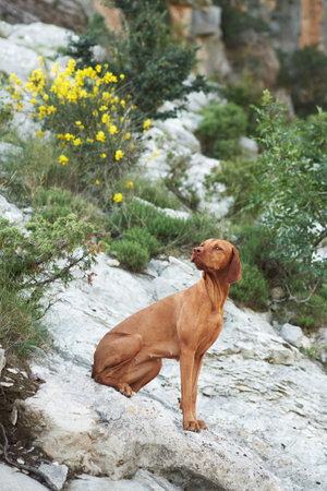 dog in the mountains. Funny Hungarian Vizsla against the background of stones, rocksの写真素材