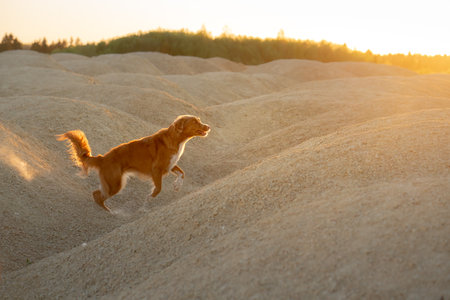 dog on a sand quarry at sunset. Nova Scotia duck retriever in natureの写真素材