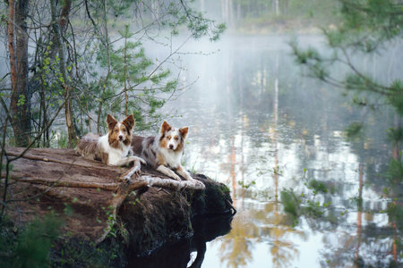 two dogs in forest near lake . Two cute border collies in summer at water in the fogの写真素材