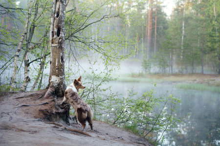 dog on the lake in the fog. Border collie in nature near the water in the forest. Pet outdoorの写真素材