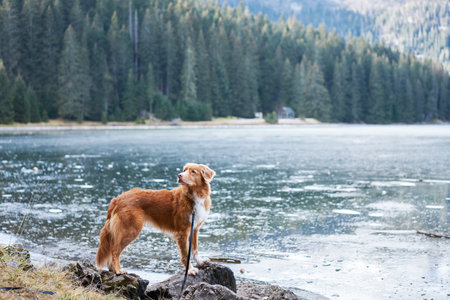 the dog stands by the frozen mountain lake. in nature. Traveling with a petの写真素材