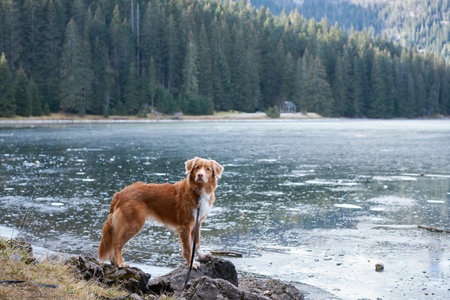 the dog stands by the frozen mountain lake. in nature. Traveling with a petの写真素材