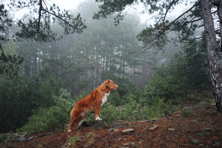 Red dog in a foggy forest. Nova Scotia duck tolling retriever in nature. Hiking with a pet. forest...