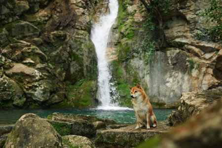 dog at the waterfall. Shiba inu in nature. Travel and hiking with an active petの写真素材
