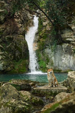 dog at the waterfall. Shiba inu in nature. Travel and hiking with an active petの写真素材