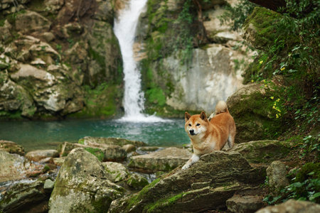 dog at the waterfall. Shiba inu in nature. Travel and hiking with an active petの写真素材