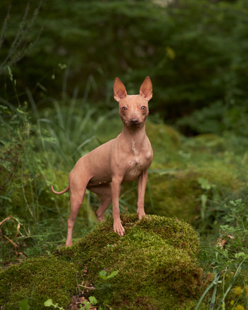 portrait of Hairless dog in the green. American Hairless Terrier outdoor, in nature.の写真素材
