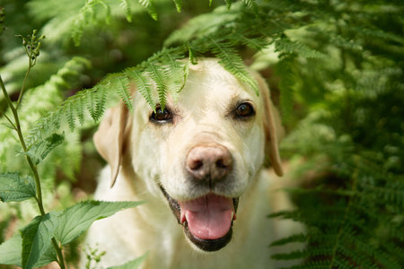 portrait of a fawn labrador retriever in the forest in the fern. Dog on background of greenery . Pet in natureの写真素材