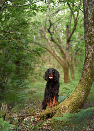 Black dog in the forest, greenery. Gordon setter outdoors in summer. Walking with a petの写真素材