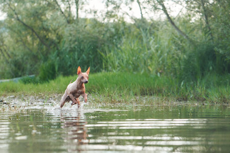 happy dog runs on water. Funny American Hairless Terrier play on the lake. Active holiday with a petの写真素材