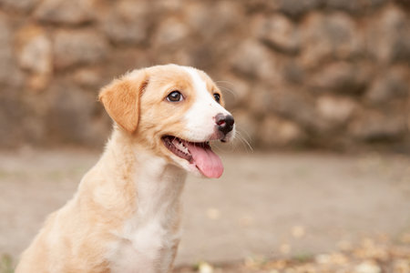 cute puppy portrait. dog smiling. Pet in natureの写真素材
