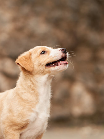 cute puppy portrait. dog smiling. Pet in natureの写真素材