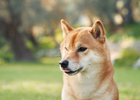 Portrait of a dog in nature. Shiba Inu in sun in the parkの写真素材