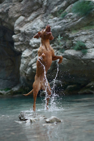 dog plays with water, jumps. Active Hungarian Vizsla in nature against the backdrop of rocksの写真素材
