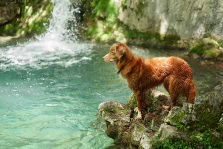 Toller dog at the waterfall. Nova Scotia duck tolling retriever in nature. Travel and hiking with an active petの写真素材
