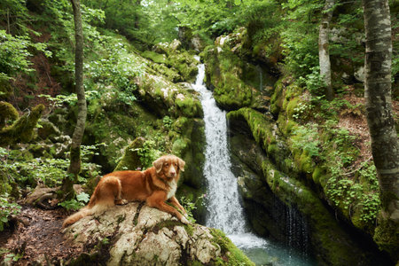 Toller dog at the waterfall. Nova Scotia duck tolling retriever in nature. Travel and hiking with an active petの写真素材