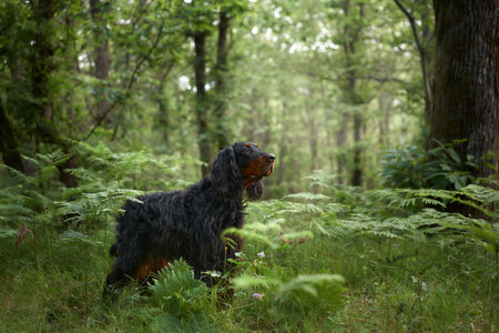 Black dog in the forest, greenery. Gordon setter outdoors in summer. Walking with a petの写真素材