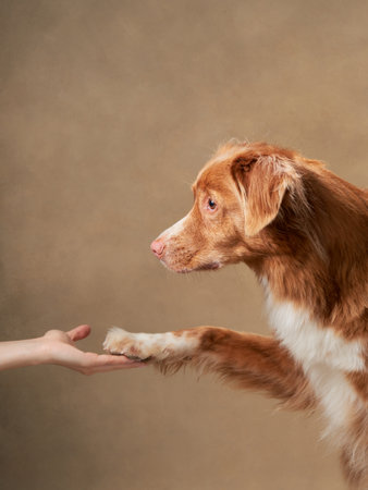 Cute red dog gives a paw on a beige background. Nova Scotia duck tolling retriever. Pet in the studioの写真素材
