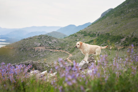 dog among wild flowers against the backdrop of mountains. Fawn Labrador Retriever in natureの写真素材