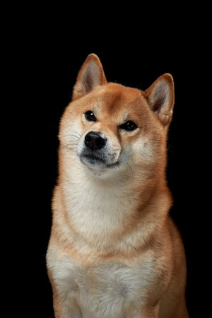 red dog on a black background. Beautiful Shiba Inu in the studioの写真素材