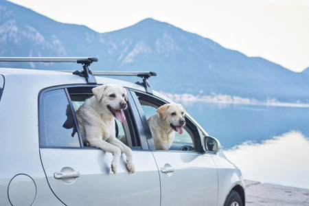 two dog in the car. Looks out of the window against the backdrop of the sea and mountains. Funny pet. Happy labrador retriever on a tripの写真素材