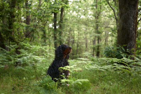 Black dog in the forest, greenery. Gordon setter outdoors in summer. Walking with a petの写真素材