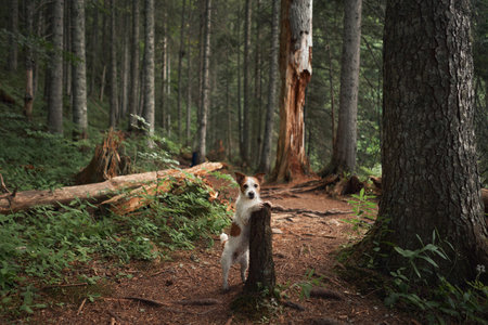 Dog in the forest. Funny Jack Russell Terrier, walking with pet in natureの写真素材