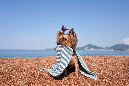 dog on the beach holding a towel between his teeth. Yorkshire terrier at the turquoise sea. Pet by the seaの写真素材