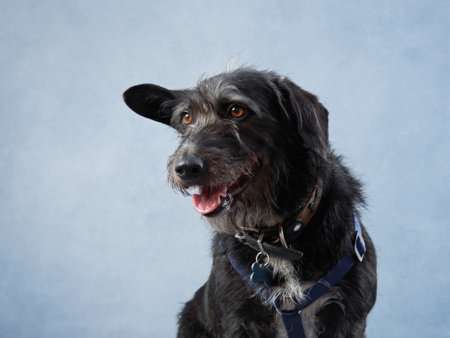 Portrait of a beautiful fur black dog on blue background. Mix of breeds. Happy Pet in the studioの写真素材