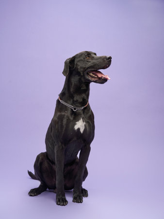 Portrait of a beautiful black dog on lilac background. Mix of breeds. Happy Pet in the studioの写真素材