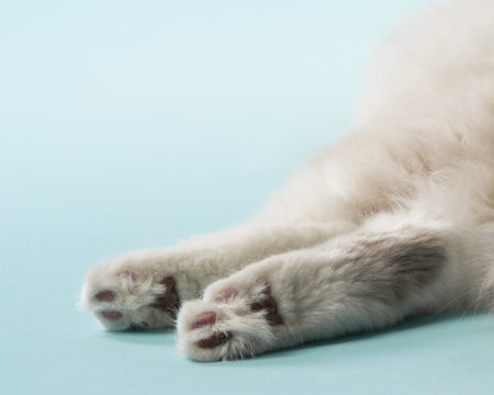 cat paws on a blue background. Pedigree siberian catの写真素材