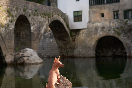 dog at river against the backdrop of the old city. American Hairless Terrier at bridgeの写真素材