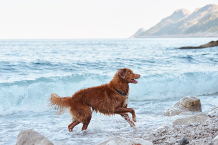 the dog is playing by the sea. Nova Scotia duck tolling retriever at blue waterの写真素材