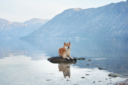 red dog on stone at sea and mountains. Shiba Inu near the blue waterの素材 [FY310211807006]