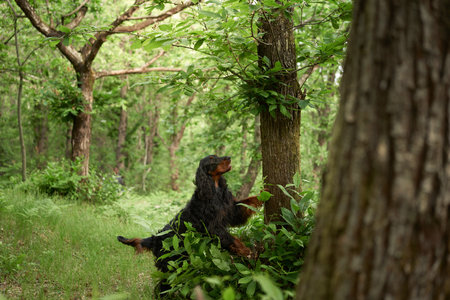 Black dog in the forest, greenery. Gordon setter outdoors in summer. Walking with a petの写真素材