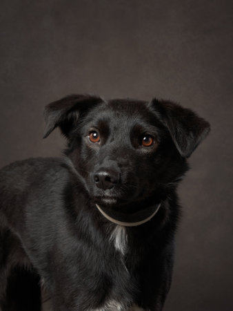 portrait of a beautiful dog on a brown canvas. Mix of breeds. Pet in the studio, artistic photo on the backgroundの写真素材