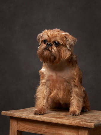 Portrait of a red dog on a brown canvas background. Belgian griffon in the studioの写真素材