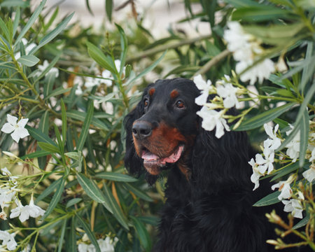 dog in oleander flowers outdoors. Gordon setter in natureの写真素材