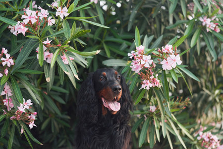 dog in oleander flowers outdoors. Gordon setter in natureの写真素材