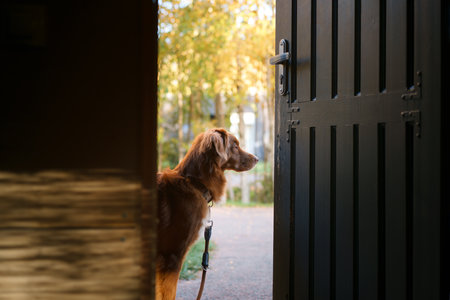 dog on the terrace. Nova Scotia duck tolling retriever outdoors in autumnの写真素材