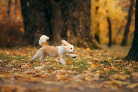 Cute shihtzu dog run in nature. Little Dog in autumn leaves. Walking with a pet in the park at fallの写真素材