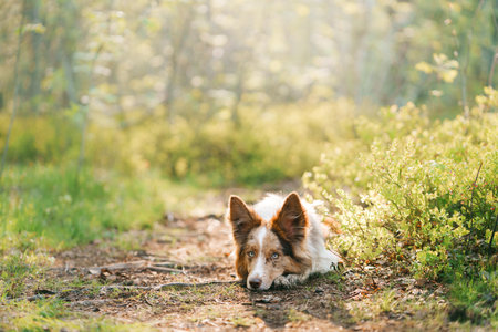 funny dog in nature. Marbled Border Collie against a green background. in the park, in the forest in the sunの写真素材