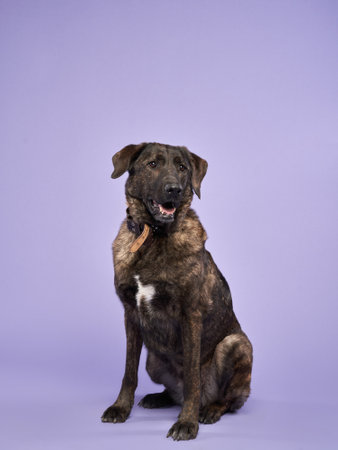 Portrait of a beautiful fat dog on lilac background. Mix of breeds. Happy Pet in the studioの写真素材