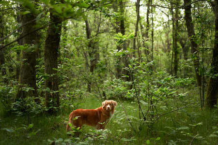 red dog in the forest. Nova Scotia Duck Retriever in nature. Adventure, traveling with a petの写真素材