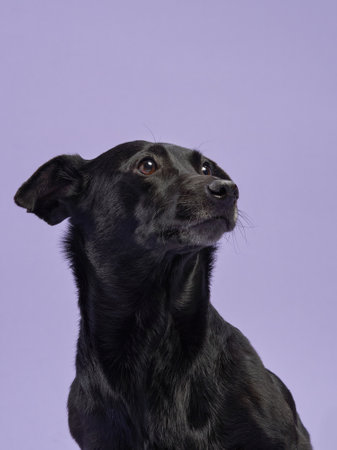 Portrait of a beautiful black dog on lilac background. Mix of breeds. Funny Pet in the studioの写真素材