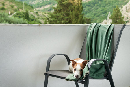 dog on a chair on the terrace outdoors. Happy jack russell terrier resting at balconyの写真素材